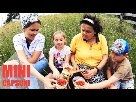 “La fragi” (minicapsuni) pe muntele Ciumarna