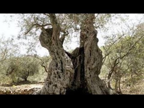 #20 The Terebinth Tree Of Moreh