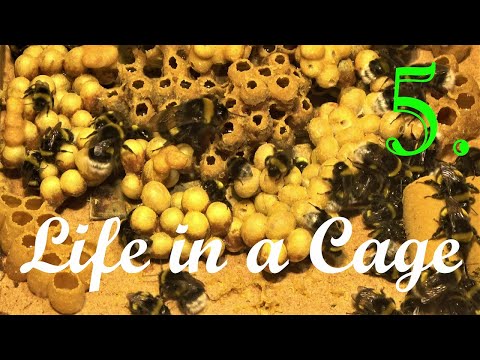 Bumblebees - Life in a Cage: Part 5/10 - 50th day of Breeding - 10 typical Bombus terrestris nests