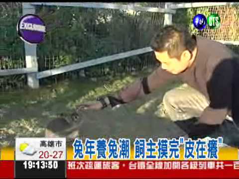 養兔染皮膚炎 病例暴增3成!