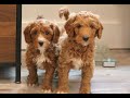 Mini Goldendoodle dogs for sale: Lionel  - Video 1