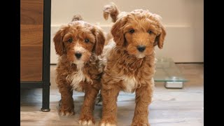 Video preview image #1 Goldendoodle (Miniature) Puppy For Sale in NARVON, PA, USA