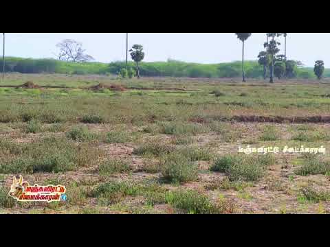 sevarakottai jallikattu virivil