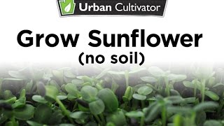Grow Sunflower Microgreens Without Soil