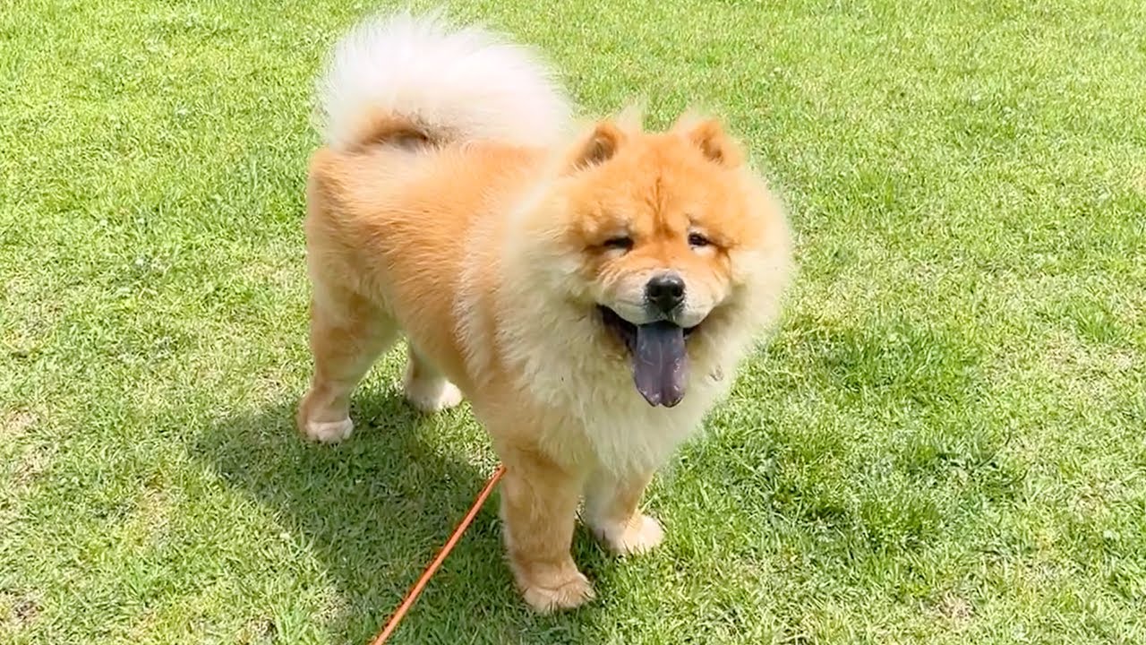 ヨシと言われると無条件で突っ走ってしまうチャウチャウ犬