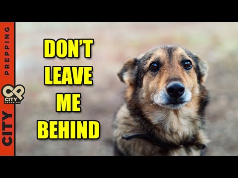 How To Bug Out With Pets In An Emergency