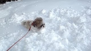 preview picture of video 'Shih Tzu dog Lacey loved first big snow of the season'