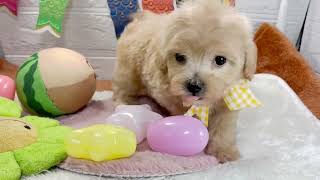 ハーフ犬の動画01