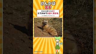 シロアリしか食べないハイエナがいます #shorts