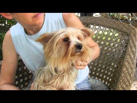 Aviva, an adopted Yorkshire Terrier in Houston, TX_image-1