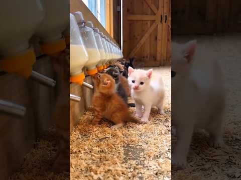 زجاجات الحليب لجميع القطط الصغيرة! 😻🥛💖🐱🍼