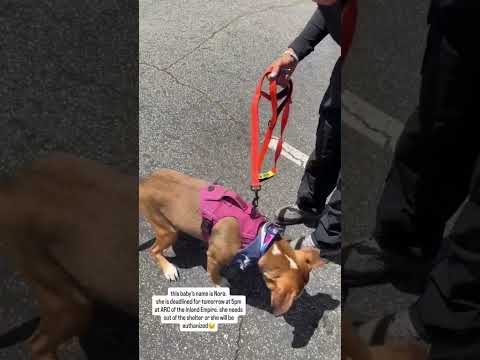 Can you help our rescue dogs⁉️🥺Link in our bio🫶 #amazon #rescuedog #chihuahua #shelter #florida