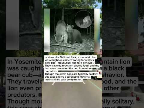Mountain Lion Caring for Bear Cub in Yosemite – A Rare Wildlife Phenomenon #shorts