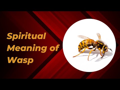 Spiritual Meaning of the Wasp: Symbolism and Guidance