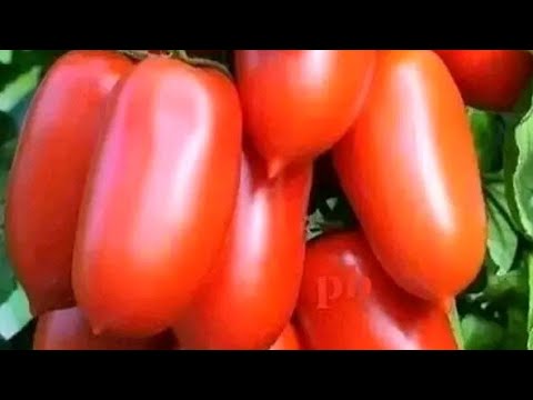 Rabbirraa Hayiluu ## kun hin malle! # Oromo new music# Gamtaa Studio Subscribe godhi!