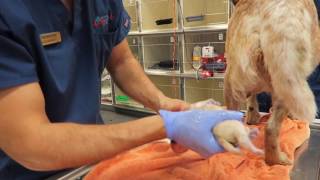 Vet Emergency: Stuck Puppy Dystocia