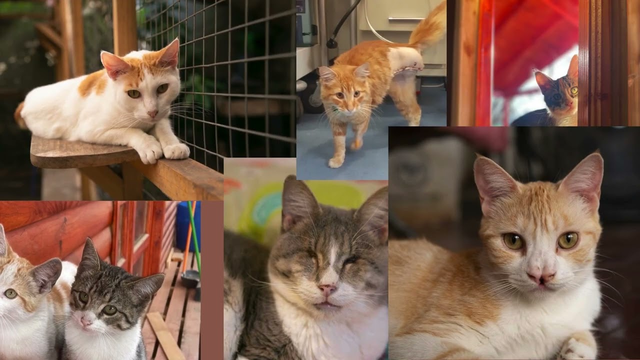 Ayuda al Santuario Emilia