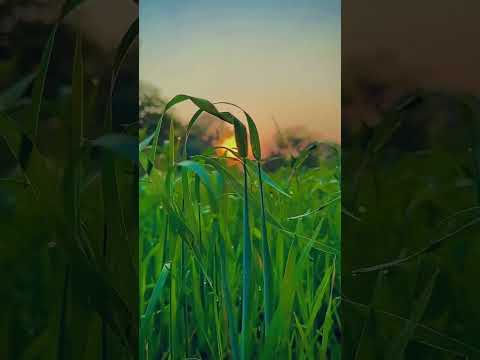 Best nature whatsapp status||village nature|| video #shorts #nature #viral #trending