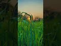 Best Nature Whatsapp Status Village Nature Video Shorts Nature Viral Trending