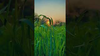 Download lagu Status WhatsApp bertema alam terbaik || pemandangan desa || video #shorts #nature #viral #trending mp3 Download lagu Status WhatsApp bertema alam terbaik || pemandangan desa || video #shorts #nature #viral #trending mp3