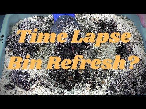 Time Lapse Bin Needs a Refresh or Restart?