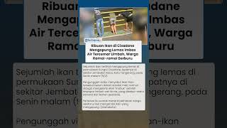 Ribuan Ikan di Cisadane Mengapung Lemas Imbas Air Sungai Tercemar Limbah, Warga Ramai-ramai Berburu