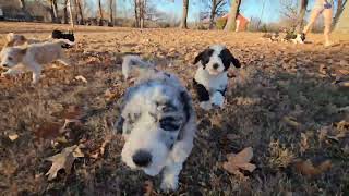 Video preview image #9 Bordoodle Puppy For Sale in CONWAY, MO, USA