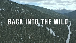 Back Into The Wild (An Owl Story)