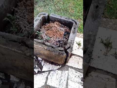 Fulmine caduto e tanti danni