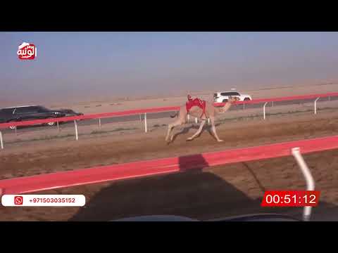 ش 18 (الشاهينيه) لـ طويرش نادر طويش العفاري 2:15:72 , شارة الصندوق 2026/06/13 فطامين الوقن    