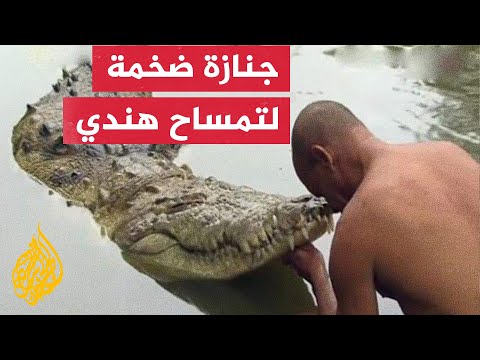 جنازة تمساح هندي