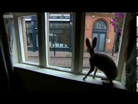 33 Cank Street - Crochetdermy Display