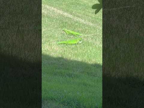 I am working on ILIUM btw this is just how I stay sane cause I don’t have a cat anymore🦎