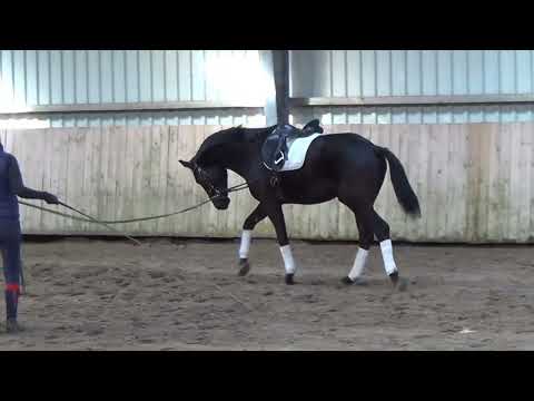 Escamillo x Destano   Wallach 2019