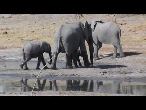 African  safaris  Botswana , tented camping safaris in the okavango delta Botswana