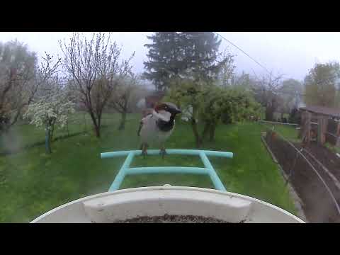 House Sparrow Visits Netvue Smart Feeder: Charming Backyard Encounter!