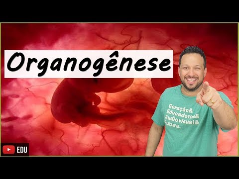 Organogenesis - Embryology - Class 7