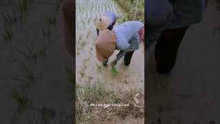 Download lagu sopo nandur bakal ngunduh #fyp #short #shorts #shortvideo #statuswhatsapp #kalihwelasku #storywa mp3 Download lagu sopo nandur bakal ngunduh #fyp #short #shorts #shortvideo #statuswhatsapp #kalihwelasku #storywa mp3