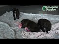 Mixed Breed dogs for sale: Ivy - Video 1