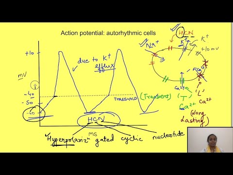 Pacemaker potential | Cardiovascular (CVS) Physiology mbbs 1st year
