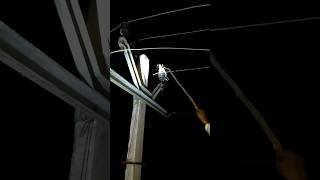 Download lagu kabutar pakdane Ka Tarika | baji wale kabutar ko kaise pakde | kabutar ko kaise pakde | #viralvideo mp3