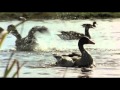 Ryan Farish - Learning to fly