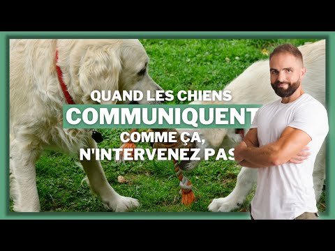 Quand les chiens communiquent comme ça, n'intervenez pas !