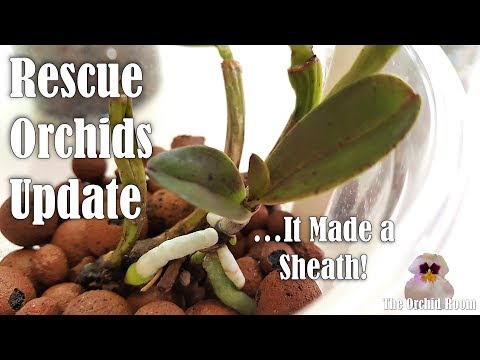 Full Rescue Orchids Update! Orchid Recovery Series #4