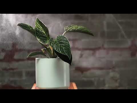 Airless Fine Spray Plant Mister