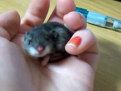 baby mouse yawn