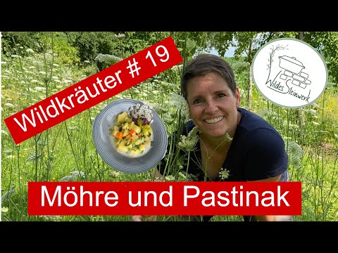 Wilde Möhre und Pastinake! Suppe kochen mit den Doldenblütlern! | Sandy's wildes Steinwerk 🌿