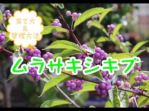 垂れブナ、しだれブナ 植物