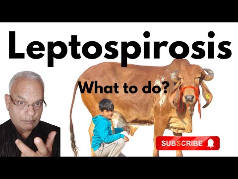 The Silent Threat: Leptospirosis Uncovered in Cattle I GNP Sir