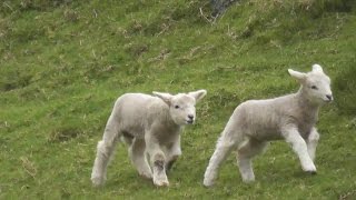 Crazy Cute Baby Lamb Playing And Jumping- Have a Lot Of Fun